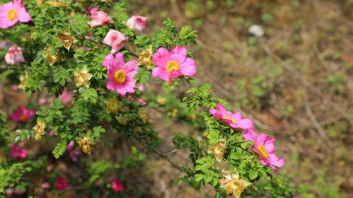 刺梨花开,绽放的野果传奇