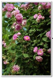 蔷薇带刺又撩人,蔷薇的撩人魅力