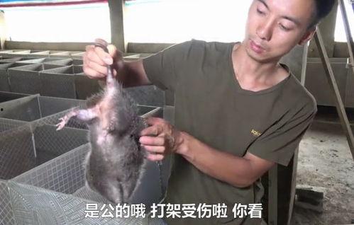 穷人养鼠大法娱乐吃瓜,趣味养鼠，吃瓜乐趣无限  第3张